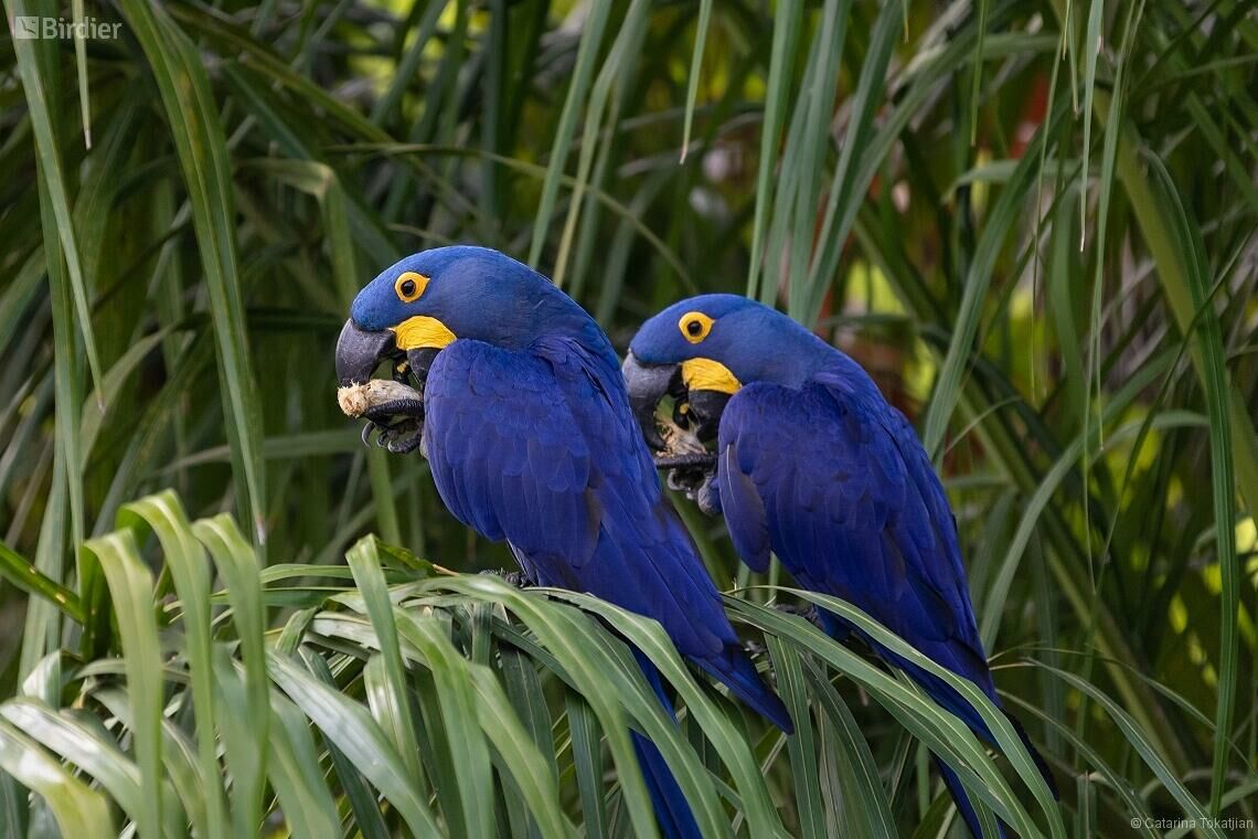 Imagem do Arara Azul